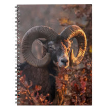 Fotografía Original de Fauna Silvestre de Carnero