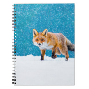 Cuaderno Fox en invierno. Fox roja, Vulpes vulpes, olfatead