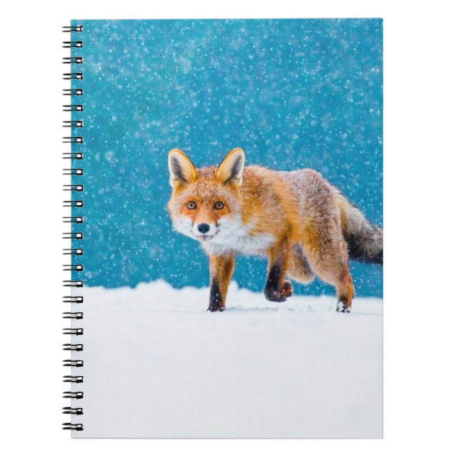 Cuaderno Fox en invierno. Fox roja, Vulpes vulpes, olfatead (Frente)