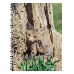 Cuaderno Fox Kit en el Valle de Hudson