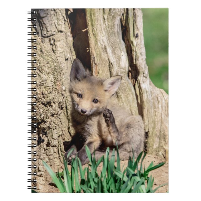 Cuaderno Fox Kit en el Valle de Hudson (Frente)