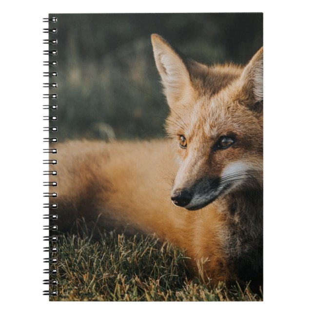 CUADERNO FOX MARRÓN SOBRE EL TERRENO (Frente)