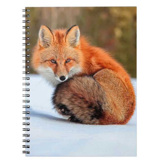 Cuaderno Fox Rojo En Nieve | Yukón (Frente)