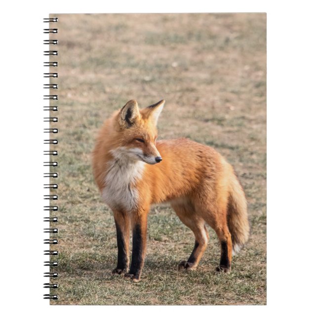 Cuaderno Fox rojo en un campo (Frente)