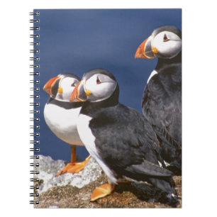 Cuaderno Frailecillo-tastic