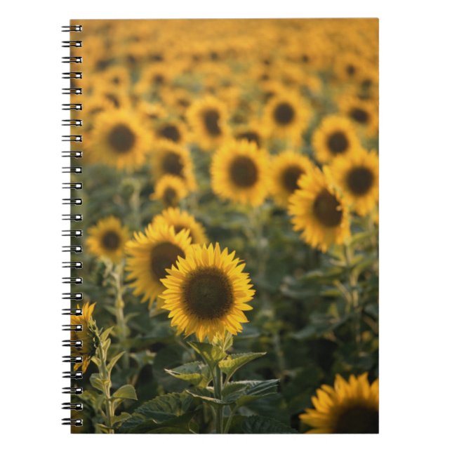 Cuaderno Francia, Vaucluse, campo de girasoles (Frente)