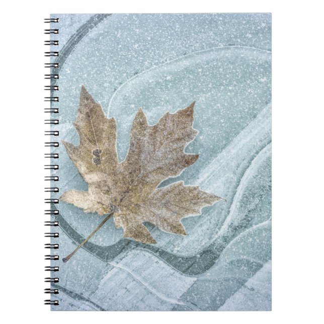 Cuaderno Frosty Maple Leaf Frozen en hielo (Frente)