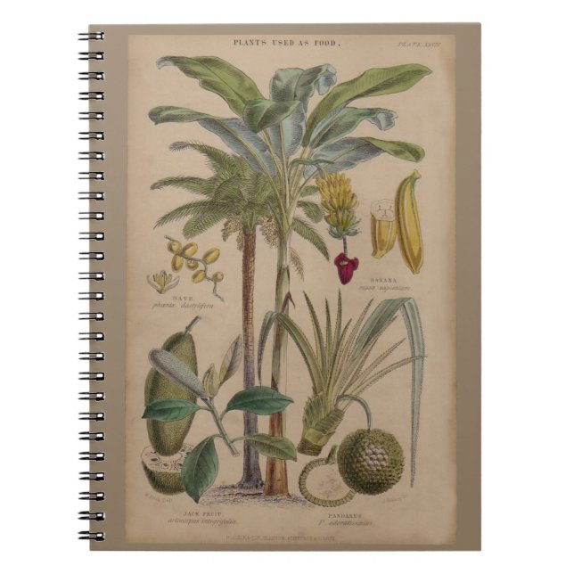 Cuaderno Fruta tropical de palma antigua Botánica (Frente)