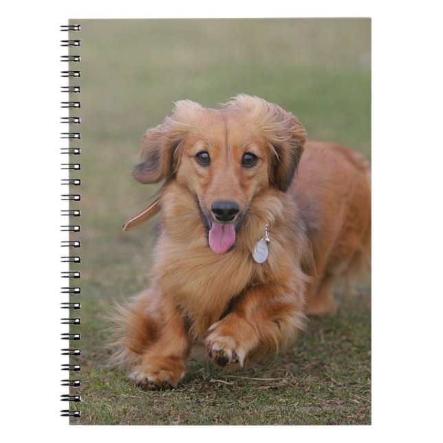 Cuaderno Funcionamiento del Dachshund de Miniture (Frente)