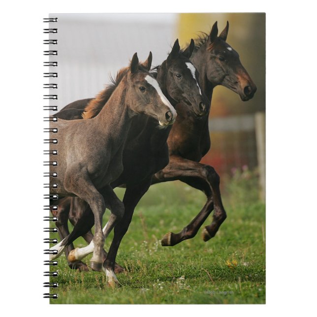 Cuaderno Funcionamiento del potro (Frente)