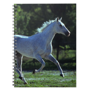 Cuaderno Funcionamiento excelente del semental