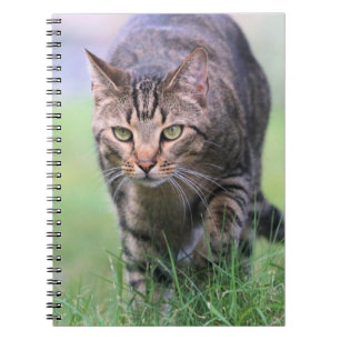 Cuaderno Gabe