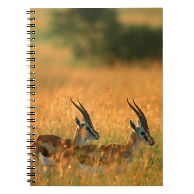 Cuaderno Gacela de Thomson (Gazella Thomsonii) al amanecer (Frente)