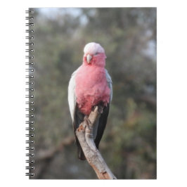 Cuaderno Galah