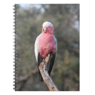 Cuaderno Galah