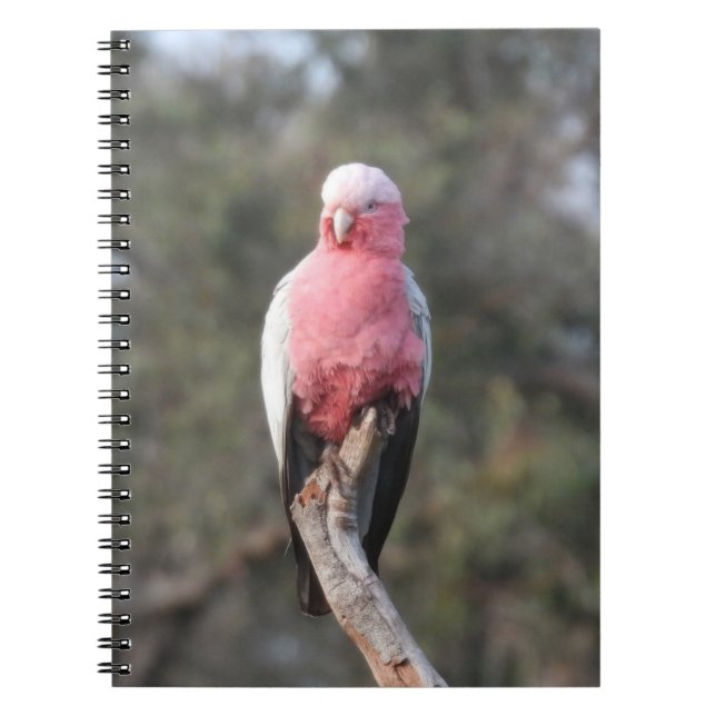 Cuaderno Galah (Frente)