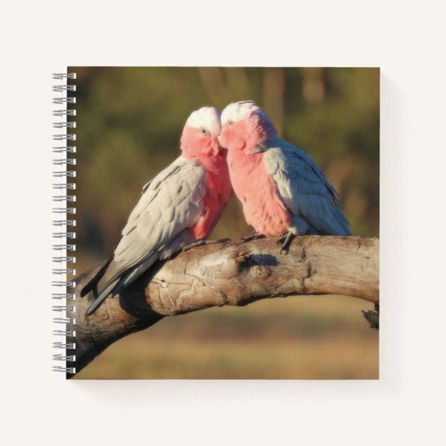Cuaderno Galahs rosados (Anverso)