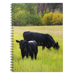 Cuaderno Ganado negro de Angus que pasta en campo de hierba