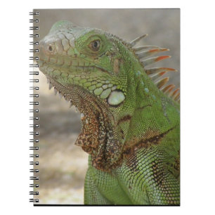 Cuaderno Gandulear el lagarto