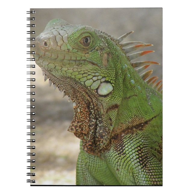 Cuaderno Gandulear el lagarto (Frente)