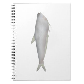 Cuaderno Gangetic Hairfin Anchovy