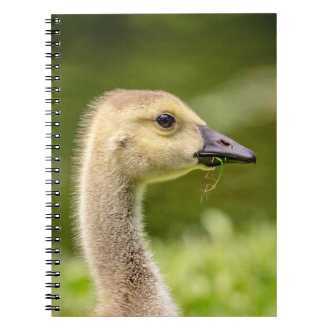 Cuaderno Ganso Canadiense (Gosling) (Frente)