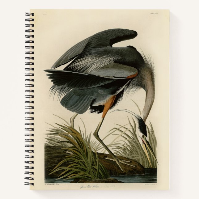 Cuaderno Garza azul grande de Audubon Marjal Ave (Anverso)