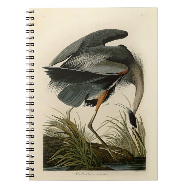 Cuaderno Garza azul grande de Audubon Marsh Bird (Frente)