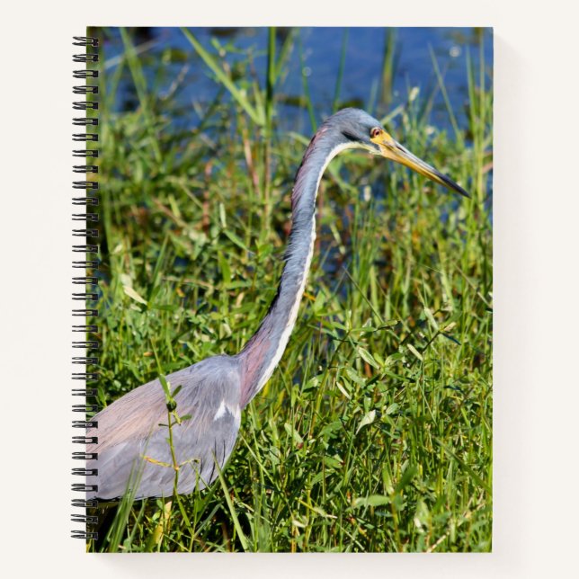 Cuaderno Garza Tricolor Vadeando en el Pantano (Anverso)
