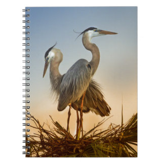 Cuaderno Garzas de gran azul en la salida del sol