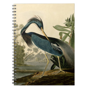 Cuaderno Garzas de Louisiana de Audubon Pájaros América Art