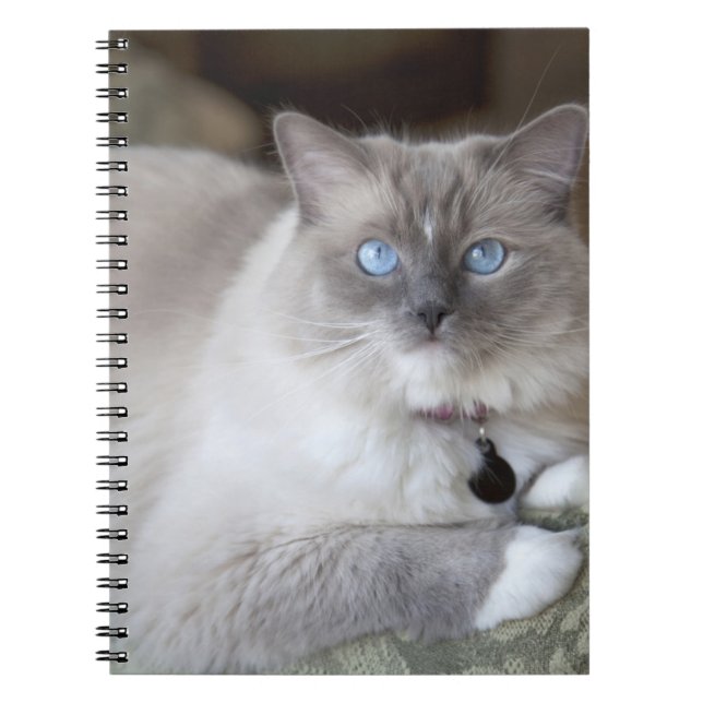 Cuaderno Gata Ragdoll hembra (Frente)