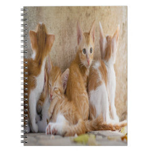 Cuaderno Gatito atigrado naranja y blanco/Agrega la foto de