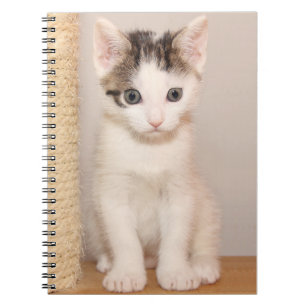 Cuaderno Gatito blanco lindo con ojos verdes