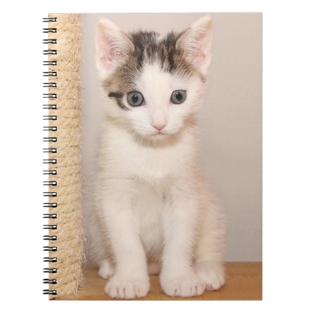 Cuaderno Gatito blanco lindo con ojos verdes (Frente)