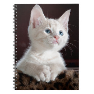 Cuaderno Gatito blanco súper lindo