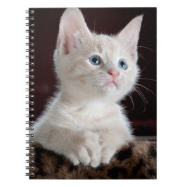 Cuaderno Gatito blanco vulnerable