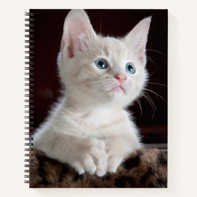 Cuaderno Gatito blanco vulnerable (Anverso)
