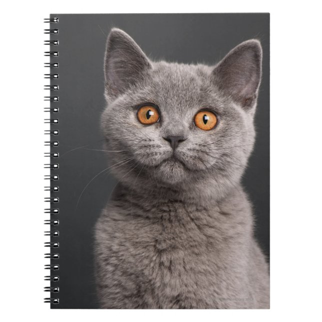 Cuaderno Gatito británico de Shorthair (3 meses de edad) (Frente)