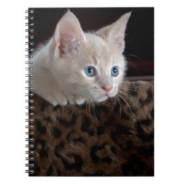 Cuaderno Gatito crema con hermosos ojos azules