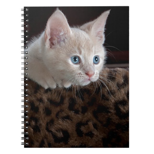 Cuaderno Gatito crema con hermosos ojos azules (Frente)