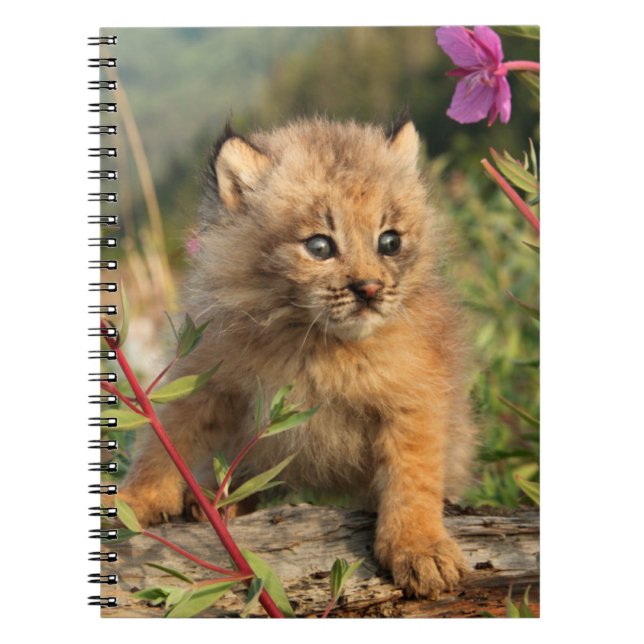Cuaderno Gatito de lince canadiense, Alaska (Frente)