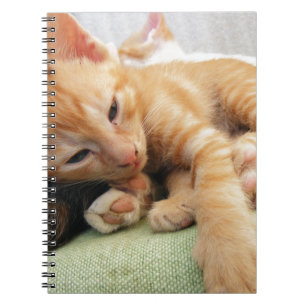 Cuaderno Gatito de tigre mate