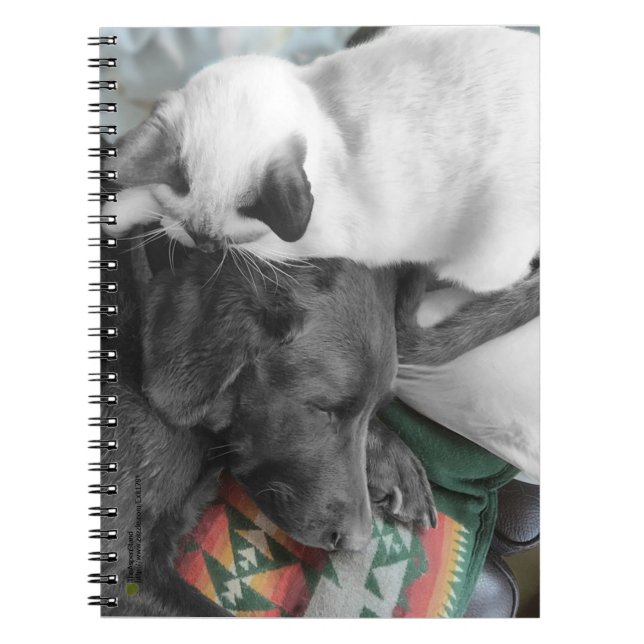 Cuaderno Gatito dulce siamés yace en la cabeza de Labrador (Frente)