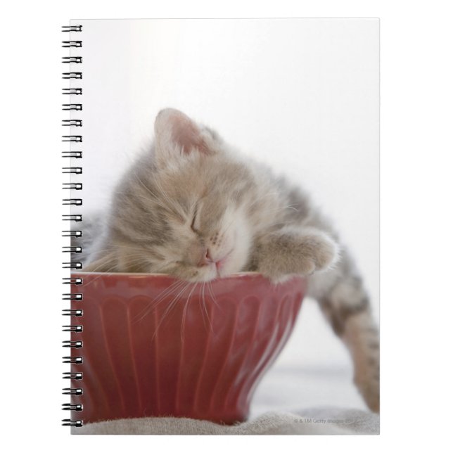 Cuaderno Gatito durmiendo en el intestino (Frente)
