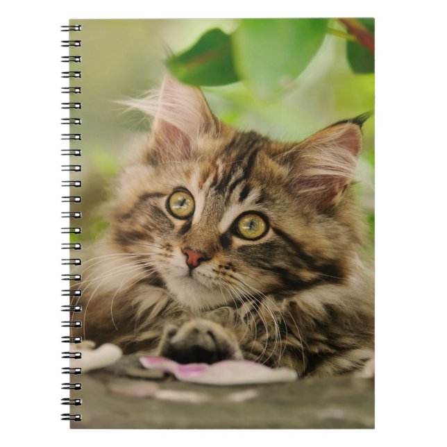 Cuaderno Gatito lindo del Coon de Maine (Frente)