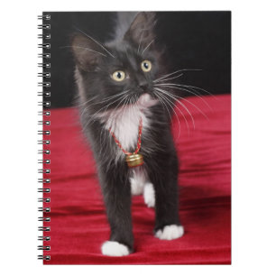 Cuaderno Gatito negro y blanco de pelo corto, 2 meses y med