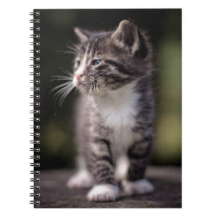 Cuaderno Gatito que se coloca alto