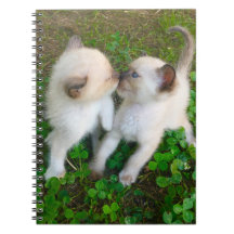 gatitos besándose en trébol
