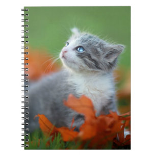 Cuaderno Gatitos pequeños que juegan al aire libre en la hi